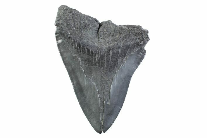 Partial Fossil Megalodon Tooth - South Carolina #332348
